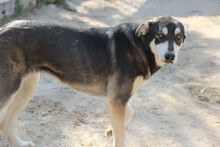 ATHENA, Hund, Mischlingshund in Italien - Bild 25