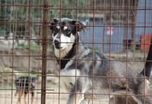 ATHENA, Hund, Mischlingshund in Italien - Bild 26