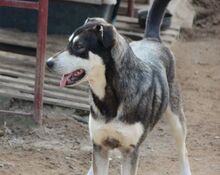 ATHENA, Hund, Mischlingshund in Italien - Bild 30