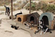 ATHENA, Hund, Mischlingshund in Italien - Bild 7