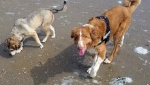 BIGFOOT, Hund, Mischlingshund in Sibbesse - Bild 2