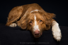 BIGFOOT, Hund, Mischlingshund in Sibbesse - Bild 6
