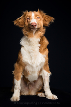 BIGFOOT, Hund, Mischlingshund in Sibbesse - Bild 9