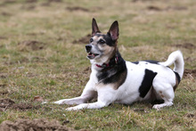 LOONA, Hund, Parson Russell Terrier-Mix in Wuppertal - Bild 1