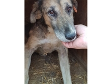 PAKO, Hund, Mischlingshund in Rumänien - Bild 2
