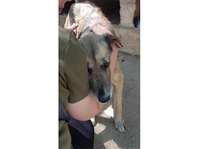 PAKO, Hund, Mischlingshund in Rumänien - Bild 3