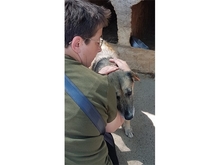PAKO, Hund, Mischlingshund in Rumänien - Bild 4