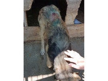 PAKO, Hund, Mischlingshund in Rumänien - Bild 6