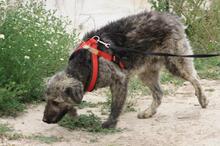 MAXIMILIAN, Hund, Mischlingshund in Spanien - Bild 1