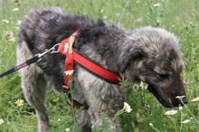 MAXIMILIAN, Hund, Mischlingshund in Spanien - Bild 10