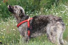 MAXIMILIAN, Hund, Mischlingshund in Spanien - Bild 3