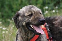 MAXIMILIAN, Hund, Mischlingshund in Spanien - Bild 4