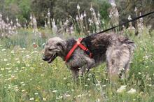 MAXIMILIAN, Hund, Mischlingshund in Spanien - Bild 5