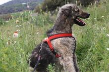 MAXIMILIAN, Hund, Mischlingshund in Spanien - Bild 8