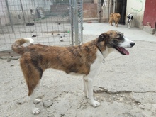 TESSA, Hund, Mischlingshund in Spanien - Bild 4