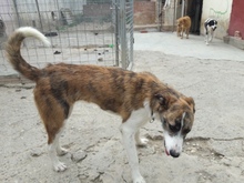 TESSA, Hund, Mischlingshund in Spanien - Bild 6