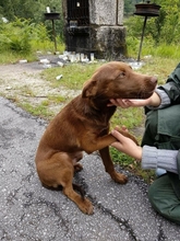 ODIN, Hund, Labrador Retriever in Portugal - Bild 1