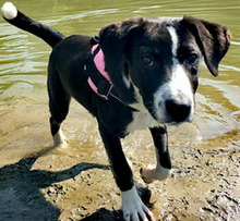 KARMA, Hund, Mischlingshund in Bulgarien - Bild 1