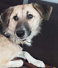FELIX, Hund, Mischlingshund in Verden - Bild 1