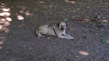 FELIX, Hund, Mischlingshund in Verden - Bild 10