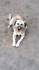 FELIX, Hund, Mischlingshund in Verden - Bild 11