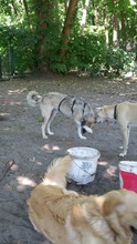 FELIX, Hund, Mischlingshund in Verden - Bild 12