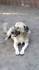 FELIX, Hund, Mischlingshund in Verden - Bild 16