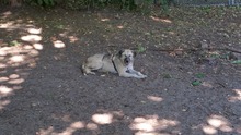 FELIX, Hund, Mischlingshund in Verden - Bild 8