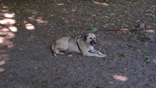 FELIX, Hund, Mischlingshund in Verden - Bild 9