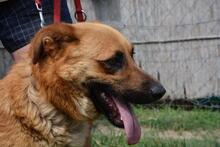 ARKO, Hund, Mischlingshund in Ungarn - Bild 1