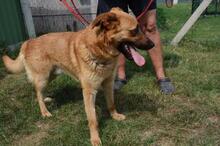 ARKO, Hund, Mischlingshund in Ungarn - Bild 2