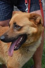 ARKO, Hund, Mischlingshund in Ungarn - Bild 7