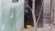 PALI, Hund, Mischlingshund in Ungarn - Bild 11