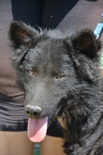 PALI, Hund, Mischlingshund in Ungarn - Bild 2