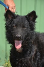 PALI, Hund, Mischlingshund in Ungarn - Bild 6