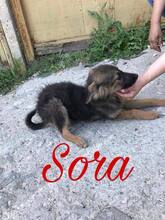 SORA, Hund, Mischlingshund in Seevetal - Bild 3