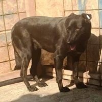 MISSY, Hund, Mischlingshund in Rumänien - Bild 1