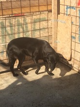 MISSY, Hund, Mischlingshund in Rumänien - Bild 10