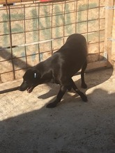 MISSY, Hund, Mischlingshund in Rumänien - Bild 13