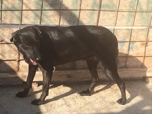 MISSY, Hund, Mischlingshund in Rumänien - Bild 15