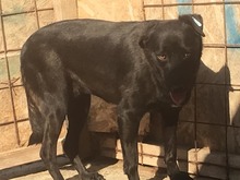 MISSY, Hund, Mischlingshund in Rumänien - Bild 17