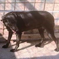 MISSY, Hund, Mischlingshund in Rumänien - Bild 2