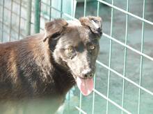 MISSY, Hund, Mischlingshund in Rumänien - Bild 3