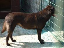 MISSY, Hund, Mischlingshund in Rumänien - Bild 4