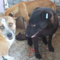 MISSY, Hund, Mischlingshund in Rumänien - Bild 7