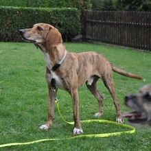 TEPI, Hund, Segugio Maremmano in Elzach - Bild 4