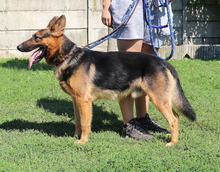 ROCCO, Hund, Deutscher Schäferhund-Mix in Ungarn - Bild 2
