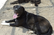 BITS, Hund, Labrador-Mix in Spanien - Bild 4