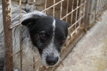 SPURI, Hund, Mischlingshund in Ungarn - Bild 3