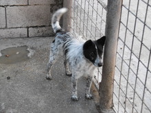 SPURI, Hund, Mischlingshund in Ungarn - Bild 4